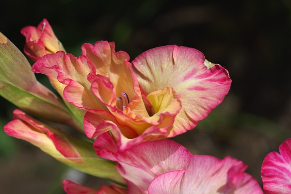 Gladiolus Display by Joy Watson